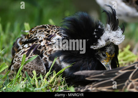 Kampfläufer, Kampflaeufer,Philomachus pugnax,Vogel,Bird, Schnepfenvogel,Zugvogel, The Ruff, Stock Photo