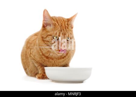 Ginger cat licking his face next to a food dish. Stock Photo
