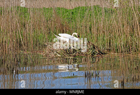 A Mute Swan, Cygnus olor, on nest by the River Bure on the Norfolk Broads near Belaugh, Norfolk, England, United Kingdom, Europe. Stock Photo