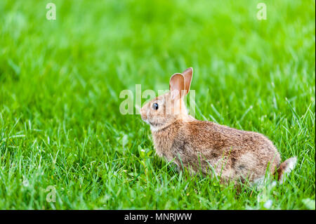 Focus on wild rabbit standing in tall green grass. Stock Photo