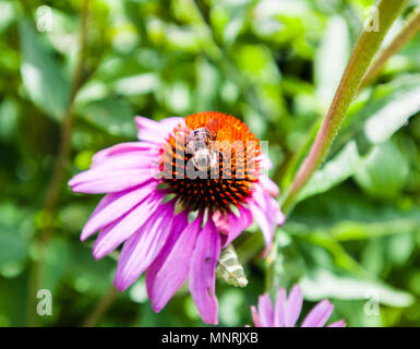 Detail of bee on red and violet flower with other plants in blurred background. Stock Photo