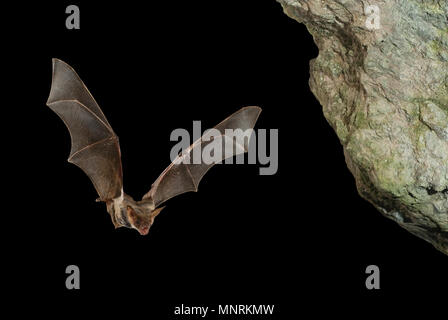 Bat buzzard, myotis myotis, flight in his cave Stock Photo