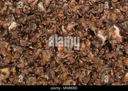 Groups of sleeping bats in cave, Myotis myotis Stock Photo