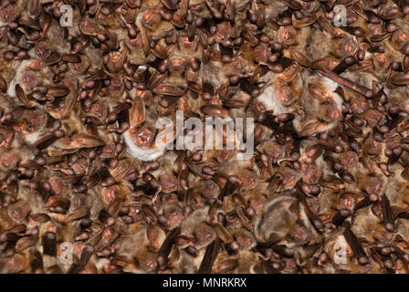 Groups of sleeping bats in cave, Myotis myotis Stock Photo