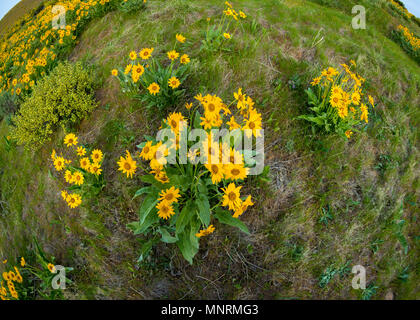 Yellow wild flowers with green leaves with a roundness appearence Stock Photo