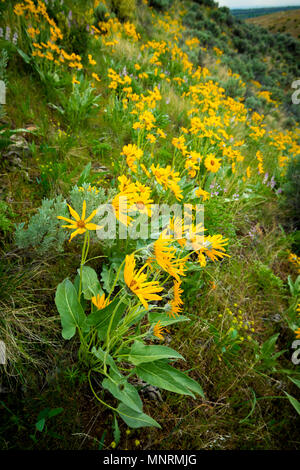 Wild flowers in nature durrine the spring time Stock Photo