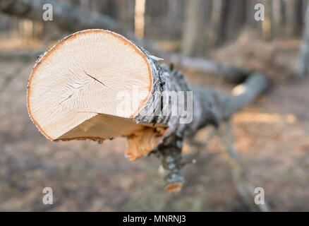 Freshly sawn large birch tree for wood production in the forest. Closeup view of growth rings. Stock Photo