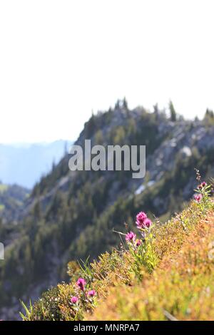 Hillside flowers bloom in the summer sun at Mt. Rainier National Park's Sunrise Visitor Center. Stock Photo