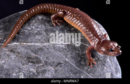 The  arboreal salamander (Aneides lugubris) is a semi arboreal salamander species endemic to California and Baja California. Stock Photo