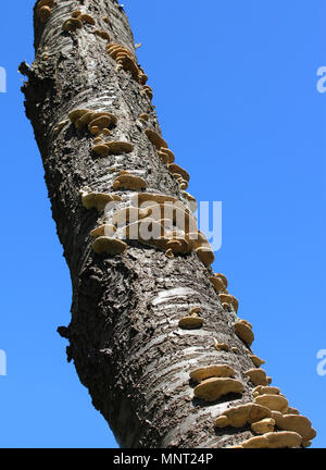 The fruiting body of a Polypore fungus, also known as Bracket Fungus, growing on a dead tree, with a background of blue sky. Stock Photo