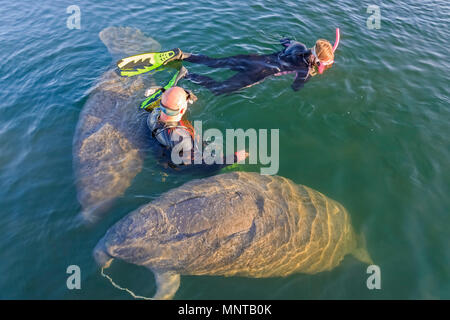 Florida manatee, Trichechus manatus latirostris, a subspecies of West Indian manatee, mother and calf, chewing, flossing with anchor rope, and snorkel Stock Photo
