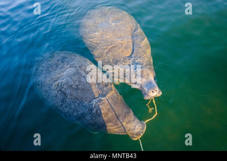 Florida manatee, Trichechus manatus latirostris, a subspecies of West Indian manatee, mother and calf, chewing, flossing with anchor rope, Crystal Riv Stock Photo