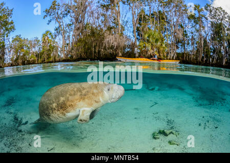 Florida manatee, Trichechus manatus latirostris, a subspecies of West Indian manatee, and kayaker, Three Sisters Springs, Crystal River National Wildl Stock Photo