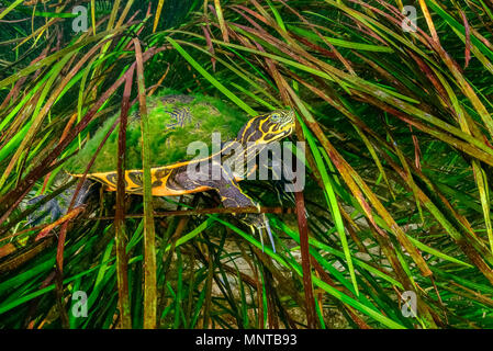 coastal plain cooter, or Florida cooter, Pseudemys concinna floridana, a subspecies of river cooter, Pseudemys concinna, Rainbow River, Dunnellon, Flo Stock Photo