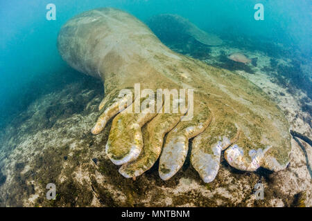 Florida manatee, Trichechus manatus latirostris, with boat propeller scars, a subspecies of West Indian manatee, Trichechus manatus, Homosassa Springs Stock Photo