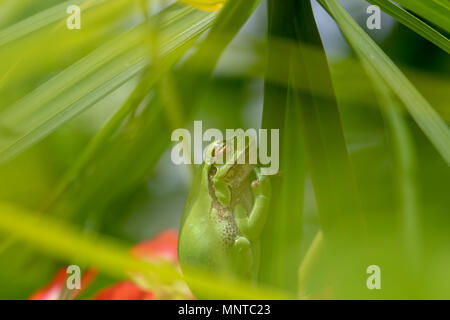 european green tree frog, Hyla arborea, resting by day, croaking by night in the wild in a cyprus garden. Stock Photo