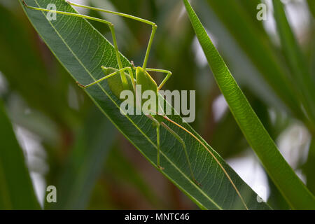 plump bush cricket in the wild walking on a bush in cyprus during may. Stock Photo