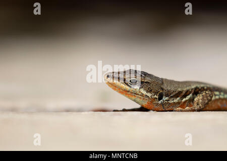 Troodos Lizard, Phoenicolacerta troodica, resting on the ground and on a branch in a garden on cyprus during may. Stock Photo