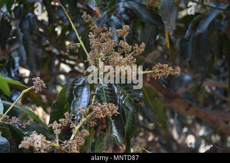 Mango leaves are very useful for managing diabetes.The tender leaves of the mango tree contain tannins called anthocyanidins that may help in treating Stock Photo