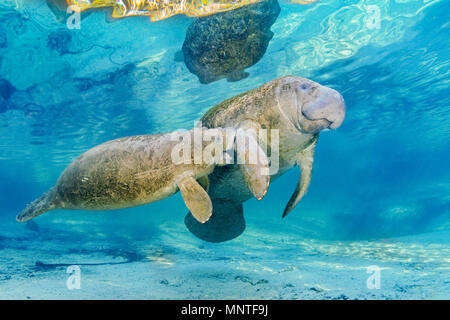 Florida manatee, Trichechus manatus latirostris, a subspecies of West Indian manatee, mother and calf, nursing, Three Sisters Springs, Crystal River N Stock Photo