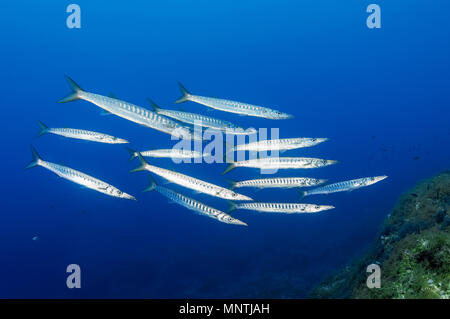 European barracuda, or Mediterranean barracuda, Sphyraena sphyraena, schooling, Gozo, Malta, Mediterranean Sea, Atlantic Ocean Stock Photo