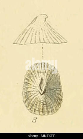 . English: Puncturella Noachina Linnaeus. From Illustrated Index of British Shells, Plate XI., Fig 3. 1859.   George Brettingham Sowerby II  (1812–1884)     Description naturalist and illustrator  Date of birth/death 25 March 1812 26 July 1884  Location of birth/death Lambeth Wood Green  Authority control  : Q1223045 VIAF: 73969050 ISNI: 0000 0000 8153 9905 LCCN: n88669749 NLA: 35246704 GND: 117648485 WorldCat 1032 Puncturella Noachina (Sowerby) Stock Photo