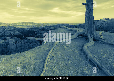 Dead tree and its long roots, with the Bryce Canyon in the background, Bryce Canyon National Park,Utah, United States. Stock Photo