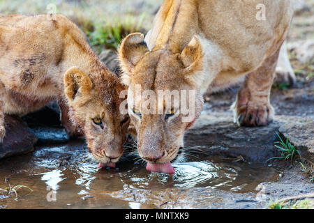 Close up lions mother and her cub drinking water in Masai Mara national reserve in Kenya Stock Photo
