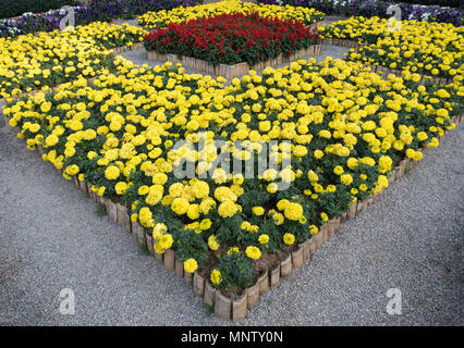 Fresh marigold row in the bamboo frame for decorated in the botanical garden. Stock Photo