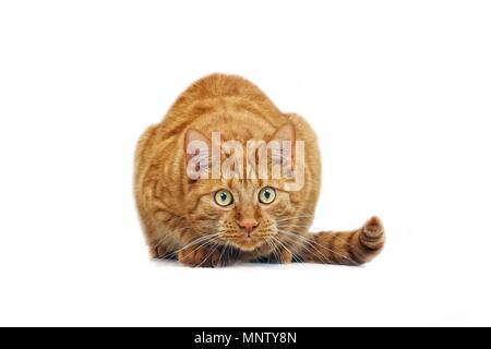 Ginger cat in ambush - isolated on white background. Stock Photo