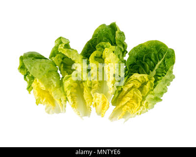 Little gem lettuce salad baby leaves isolated on white Stock Photo