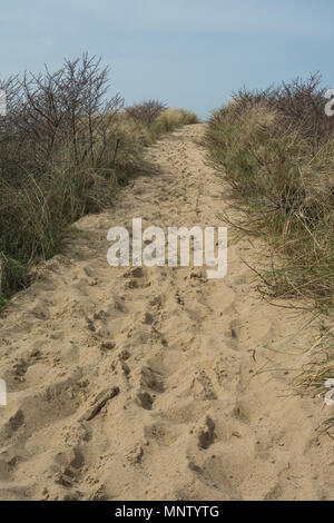 Sandy road going up in the dunes between thorny bushes Stock Photo