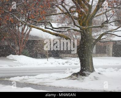A large leafless maple tree stands in a snow covered yard with falling snow coming down around. Stock Photo
