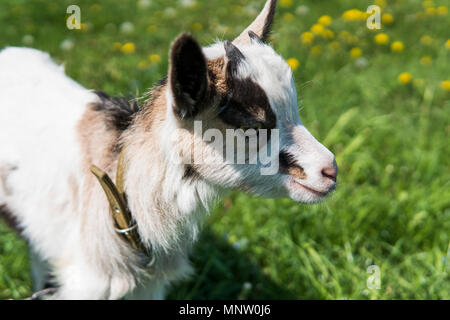Close up black and white baby goat on a chain against grass flowers on a background. White ridiculous kid is grazed on a farm, on a green grass. Animal. Agriculture. Pasture. Stock Photo