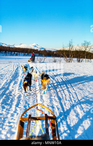 Sledding with husky dogs in Northern Norway Stock Photo