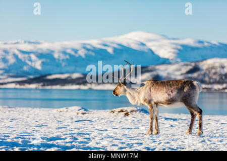 Reindeer in Northern Norway with breathtaking fjords scenery on sunny winter day Stock Photo