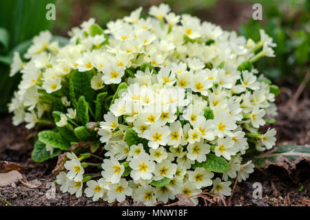 Bouquet of white flowers, on a flower bed in springtime. Close-up. Stock Photo