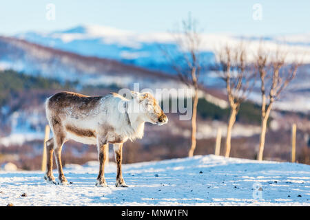 Wild  male reindeer in Northern Norway with breathtaking fjords scenery on sunny winter day Stock Photo