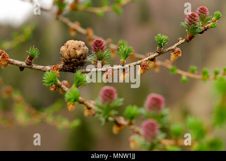 Young green sprouts and cones of coniferous trees  grow on branches. Young fresh needles and pine cone in spring. Close-up. Stock Photo
