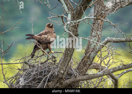 Wahlberg's eagle in Kruger national park, South Africa ; Specie Hieraaetus wahlbergi family of Accipitridae Stock Photo