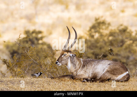 Common waterbuck in Kruger national park, South Africa ; Specie Kobus ellipsiprymnus family of Bovidae Stock Photo