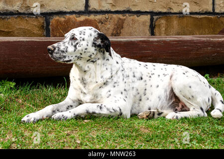 Dalmatian dog lying and resting down on the grass on a sunny day in the yard. Outdoors portrait of serious dalmatian dog. Close-up. Stock Photo