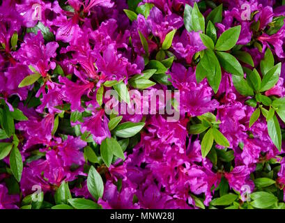 A cluster of violet azalea flowers and green leaves in a garden. Stock Photo