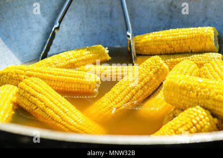 A lot boiled golden corn on the cob. Pierced on wooden sticks. Boiling in a pot. Close-up. Stock Photo