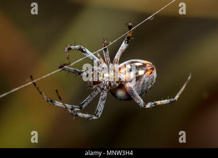 Spider upsidedown Stock Photo