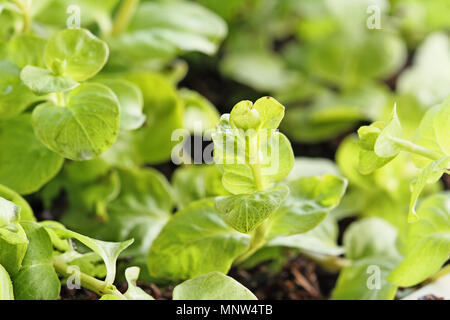 Close up of Creeping Jenny plant with extreme shallow depth of field. Stock Photo