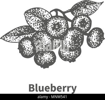 Hand drawn blueberry leaves and branches vector illustration set ...