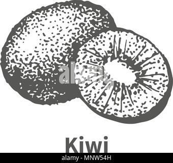 Vector illustration hand-drawn kiwi Stock Vector