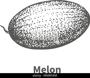 Vector illustration hand-drawn melon Stock Vector