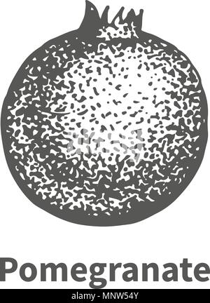 Vector illustration hand-drawn pomegranate Stock Vector